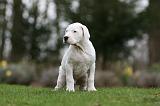 DOGUE ARGENTIN 275